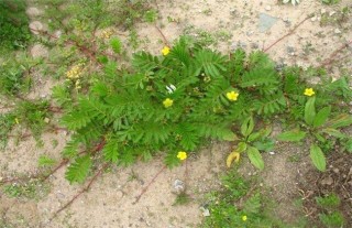 蕨麻的种植技术,第1图