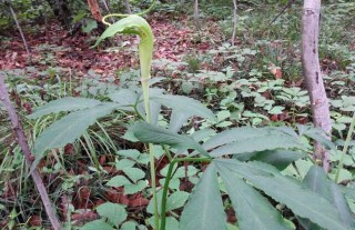 半夏种子价格及种植方法,第1图