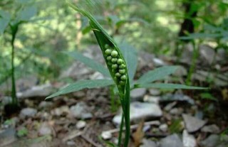 半夏种子价格及种植方法,第3图