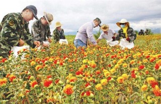 红花的种植方法,第5图