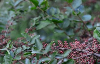 花椒的施肥技术,第2图