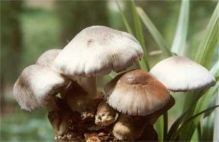 草菇的病虫害防治技术,第2图