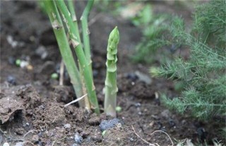 芦笋茎枯病的防治方法,第2图