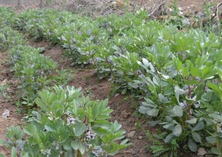 蚕豆的种植技术,第1图