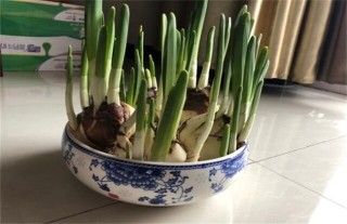 水仙花水养该怎么养,第4图