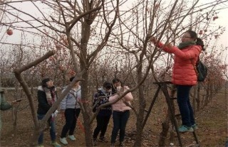 柿子树夏季修剪方法,第1图