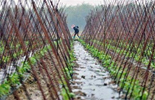 豇豆的种植技术,第3图