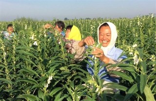 芝麻的种植方法,第2图