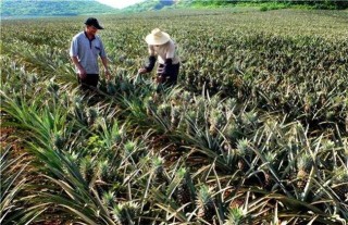 香水菠萝种植技术,第5图