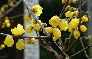 腊梅种子价格及种植方法,第2图