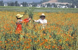 射干的种植技术,第5图