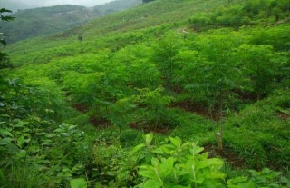 辣木的种植条件,第1图