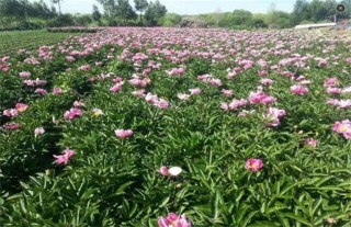 白芍的种植前景,第3图