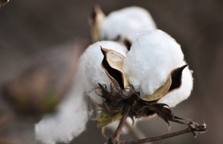 怎样防治棉花烂铃,第7图