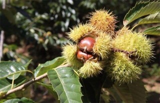 板栗树种植技术要点,第2图