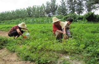 花生踩秧方法,第4图