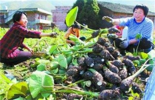 香芋的田间管理技术,第4图