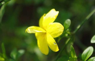 迎春花的花语和传说,第1图