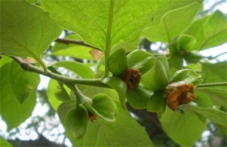 柿子树夏季修剪方法,第4图