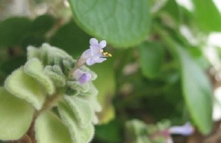 碰碰香什么时候开花,第4图