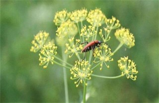 茴香种植时间和方法,第4图