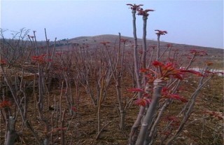 香椿的田间管理要点,第2图