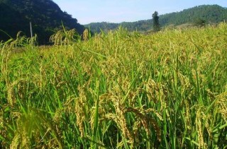 夏季怎样防治稻米中的害虫,第2图