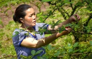 夏季花椒树怎样修剪,第1图