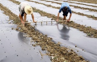 南瓜种植怎么覆膜,第2图