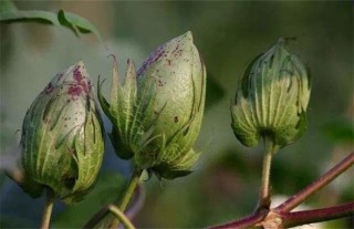 棉花蕾期田间管理要点,第5图