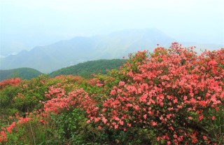 映山红的栽培技术,第2图