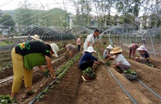 草莓定植成活率不高？该如何有效防治,第4图