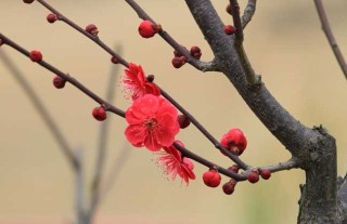 梅花什么时候开花？,第3图