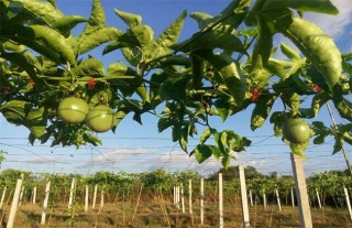 百香果的种植技术,第3图