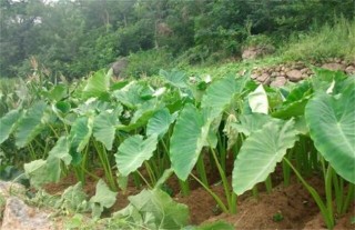 芋头种植注意事项,第4图