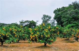 高温季节果园抗旱技术,第1图