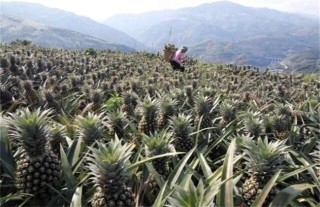 香水菠萝种植技术,第4图