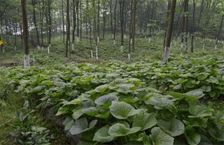 山葵的种植技术,第2图