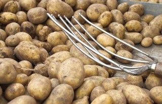 土豆种子价格及种植方法,第4图