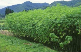 汉麻的种植方法,第4图