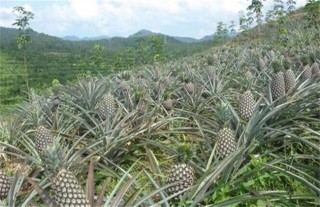 香水菠萝种植技术,第2图