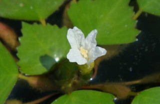 菱角种子价格及种植方法,第3图