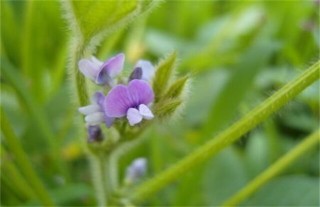 大豆花期管理要点,第5图