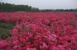 映山红怎么繁殖,第1图