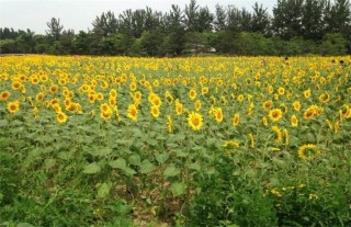 向日葵花蕾期的管理要点,第2图