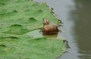 芡实的种植技术,第6图