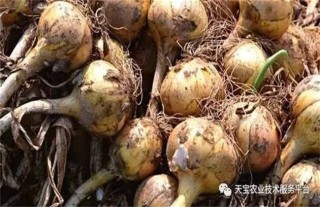 洋葱头腐烂的原因及防治方法,第1图