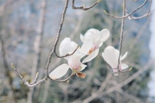 连云港适合养什么花，市花和市树是什么,第3图