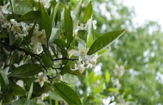 柚子雨后花期管理,第1图