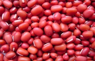 红豆的种植方法与时间,第1图